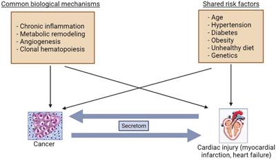 Evidence for reciprocal network interactions between injured hearts and cancer